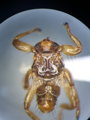 Lipoptena fortisetosa