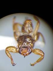 Lipoptena fortisetosa