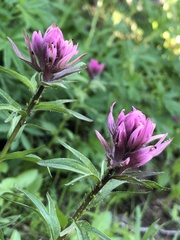 Castilleja parviflora olympica