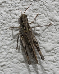 Phlibostroma quadrimaculatum