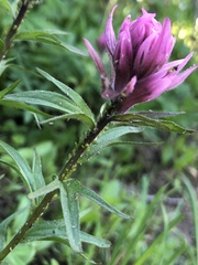 Castilleja parviflora olympica