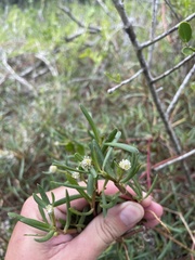 Blutaparon vermiculare
