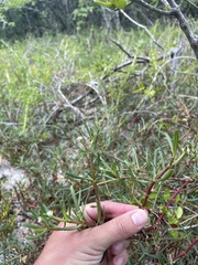 Blutaparon vermiculare
