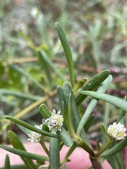Blutaparon vermiculare