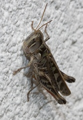 Phlibostroma quadrimaculatum