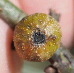 Callirhytis quercusgemmaria
