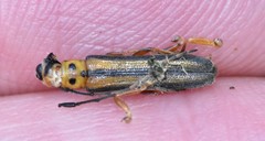 Oberea tripunctata