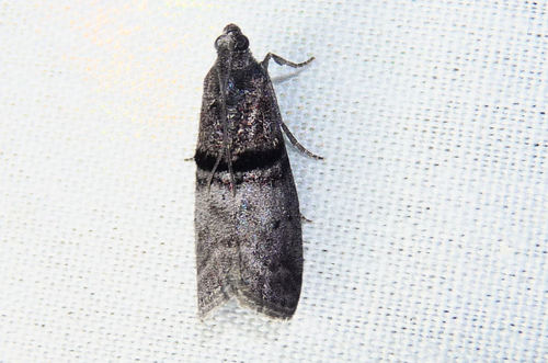 Black-banded Immyrla Moth