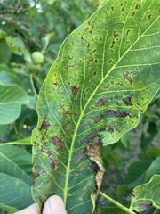 Ophiognomonia leptostyla