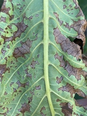 Ophiognomonia leptostyla
