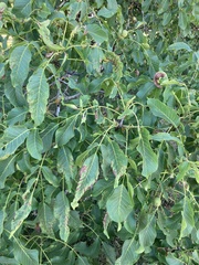Ophiognomonia leptostyla