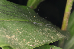 Gagrellinae