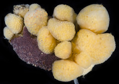 Eudistoma ritteri