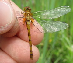 Sympetrum