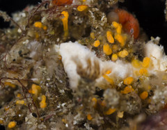 Pycnoclavella stanleyi