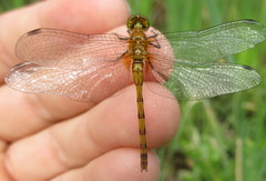 Sympetrum