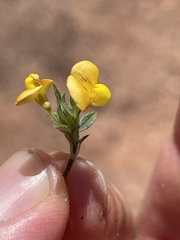 Stylosanthes viscosa