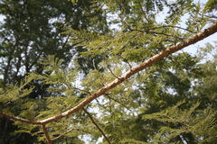 Senegalia polyacantha