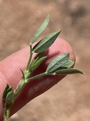 Stylosanthes viscosa