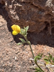 Stylosanthes viscosa
