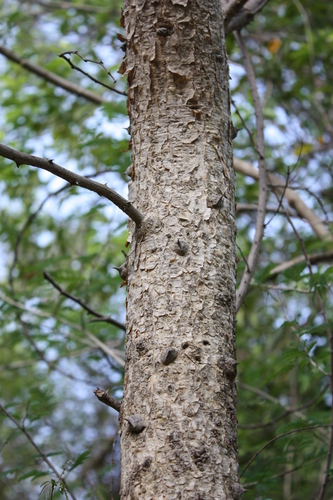 white-stem thorn