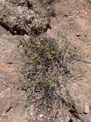 Stylosanthes viscosa