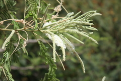 Senegalia polyacantha
