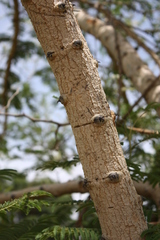 Senegalia polyacantha