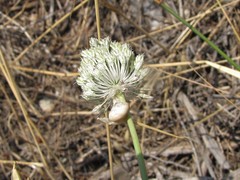 Allium guttatum tenorei