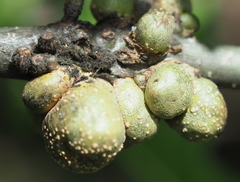 Callirhytis quercusgemmaria