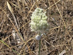 Allium guttatum tenorei