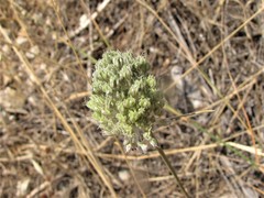 Allium guttatum tenorei