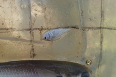 Eucinostomus argenteus