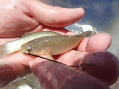 Fundulus grandis