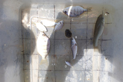 Eucinostomus argenteus