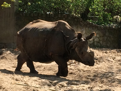 Rhinocerotidae