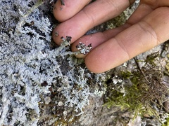 Stereocaulon dactylophyllum