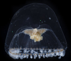 Proboscidactyla flavicirrata