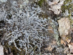 Stereocaulon dactylophyllum