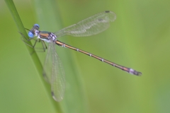 Lestes dryas