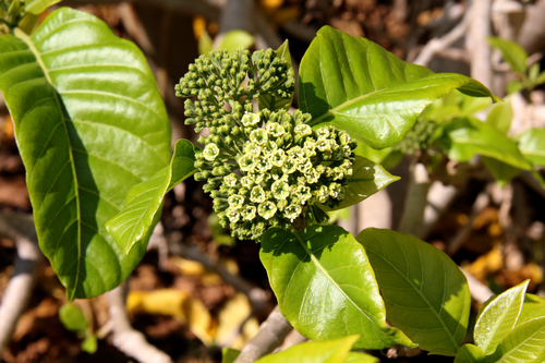 Pisonia grandis