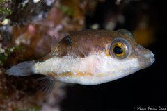 Canthigaster capistrata