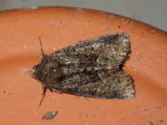 Oligia latruncula