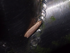 Danielithosia immaculata