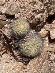Mammillaria petrophila