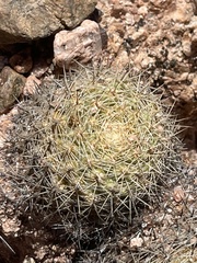 Mammillaria petrophila