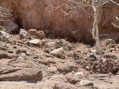 Mammillaria petrophila
