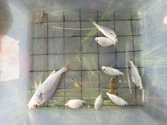 Citharichthys spilopterus