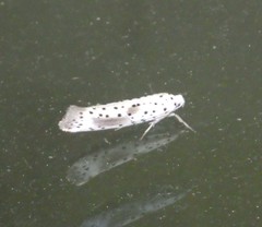 Yponomeuta irrorellus