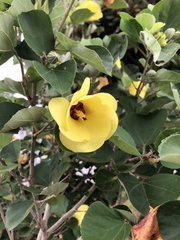 Hibiscus hamabo